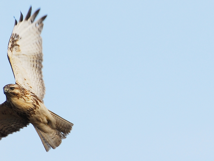 ノスリ（鵟）/Common Buzzard _a0223993_2236978.jpg