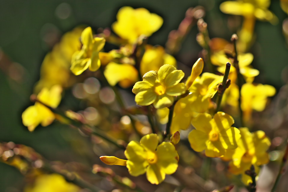 オウバイ（黄梅）の花_d0248494_20272286.jpg