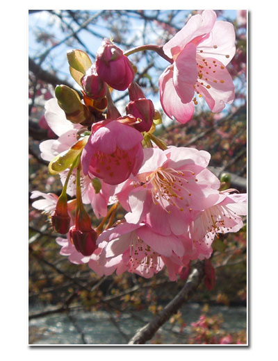 河津桜と万葉の小径をウォーキング(1)_c0051105_16192160.jpg