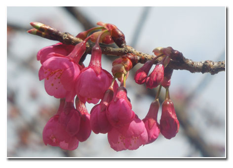 河津桜と万葉の小径をウォーキング(1)_c0051105_1621052.jpg