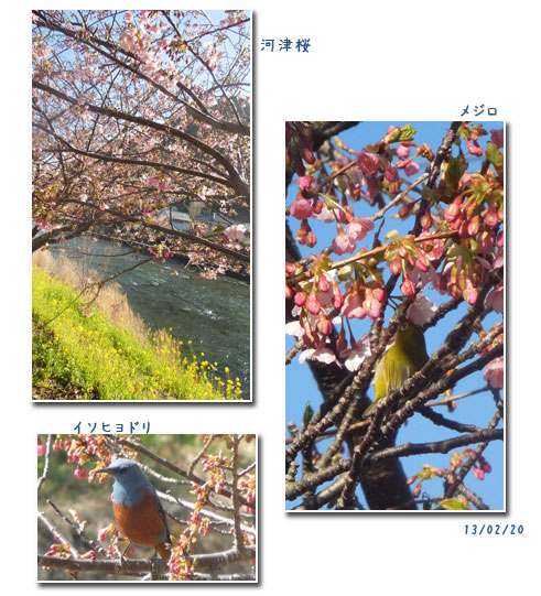河津桜と万葉の小径をウォーキング(1)_c0051105_22175481.jpg