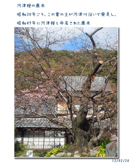 河津桜と万葉の小径をウォーキング(1)_c0051105_22285615.jpg
