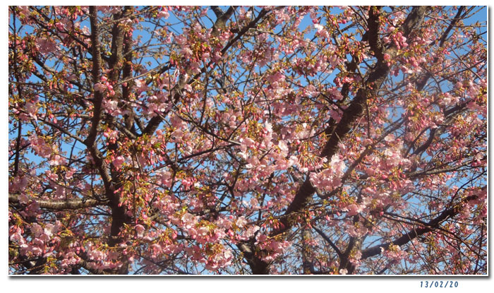河津桜と万葉の小径をウォーキング(1)_c0051105_22555881.jpg