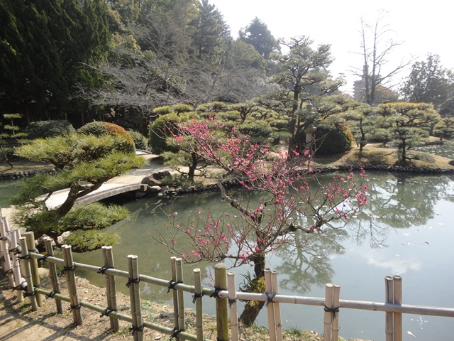 　愛媛・松山の道後公園　の紅白梅と《 湯築城跡 》…２０１３・２・２２_f0231709_21544762.jpg