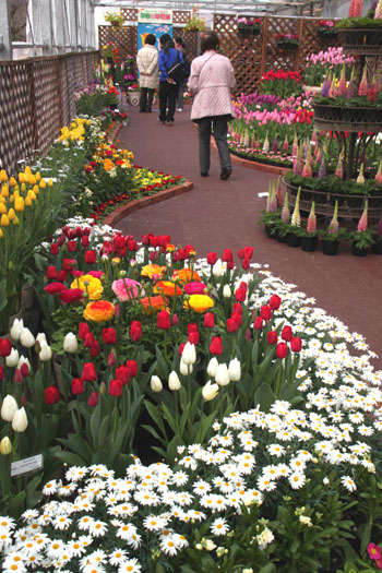 植物園　早春の花展_e0048413_20342247.jpg