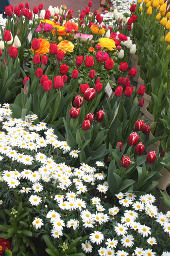 植物園 早春の花展_e0048413_20344261.jpg