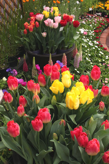 植物園 早春の花展_e0048413_20345683.jpg