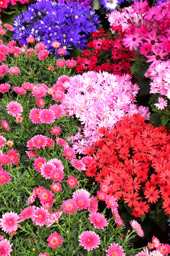 植物園 早春の花展_e0048413_20352034.jpg