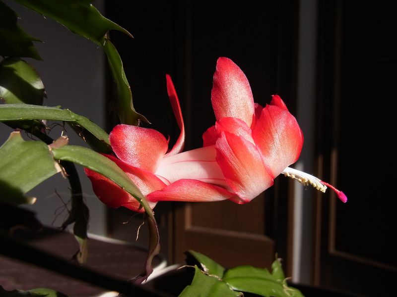 2月22日朝_c0025115_1853253.jpg