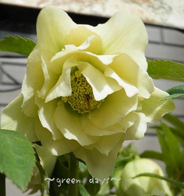 クリスマスローズは日向がお好き Green Days クリスマスローズは日向がお好き Green Days