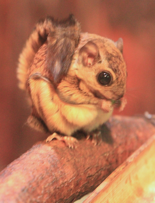 すばしっこくてかわいい動物 ひなたぼっこ写真館