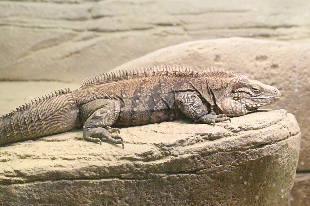 ケイマンイワイグアナ Cyclura nubila caymanensis : 鳥平の自然だより
