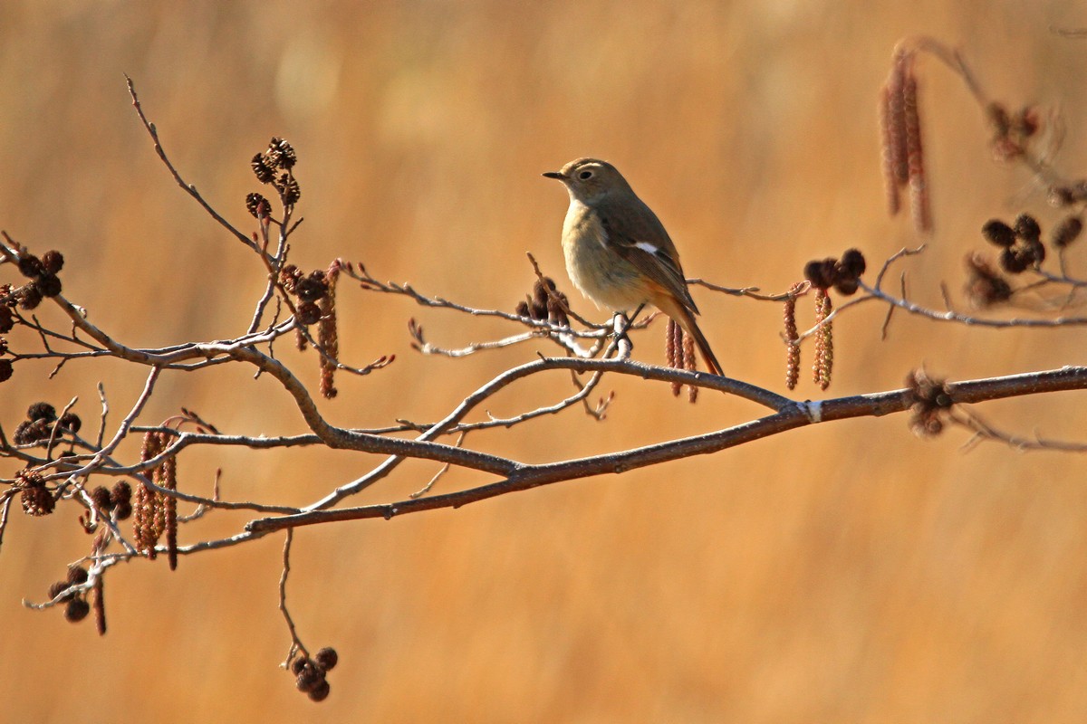 c0104227_1120440.jpg