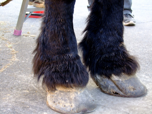 「北海道2012 ばんえい競馬、ふじもりの豚丼」_a0000029_042081.jpg