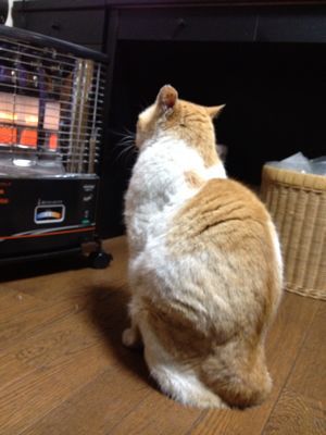 猫の日_a0246432_735249.jpg