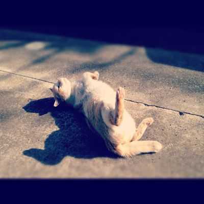 猫の日_a0246432_735634.jpg
