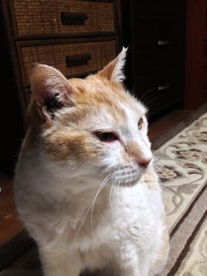 猫の日_a0246432_735735.jpg