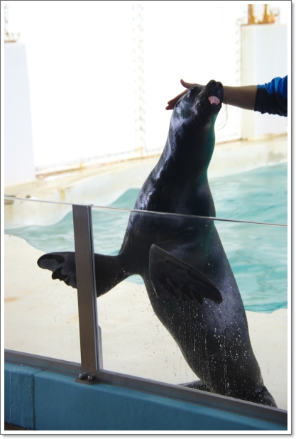 おたる水族館　\'13.02.20-03_f0218836_1994423.jpg