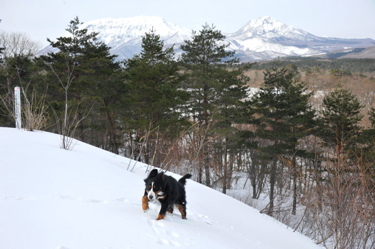 三平山森林公園から見た大山・・・リベンジその②＾＾**_b0075541_13592152.jpg