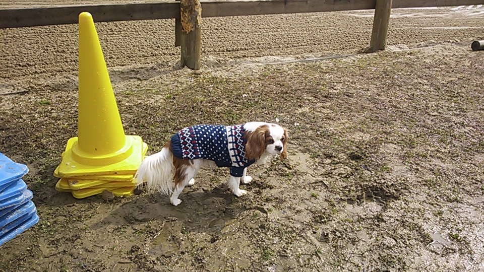 幸せなニャン五郎_e0145441_21312714.jpg