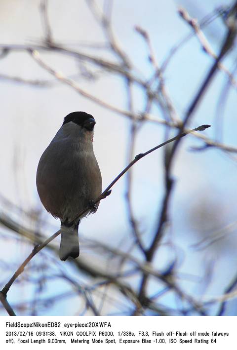 2013.2.16(1) 秋ヶ瀬公園・子供の森/野鳥の森_c0062451_21395617.jpg