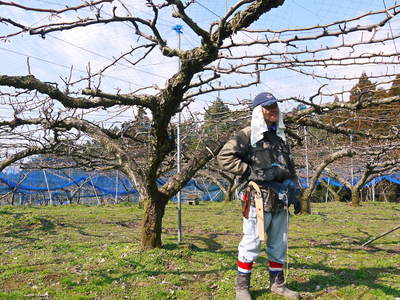 熊本梨 岩永農園 匠の選定作業 その1_a0254656_172140.jpg