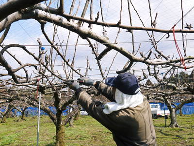熊本梨 岩永農園 匠の選定作業 その1_a0254656_17224678.jpg