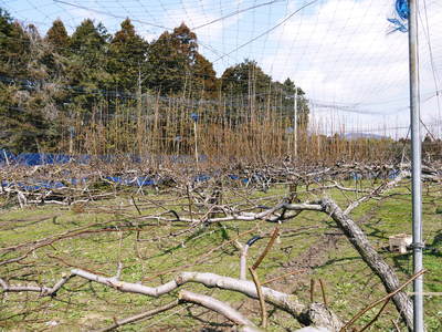 熊本梨 岩永農園 匠の選定作業 その1_a0254656_1725420.jpg