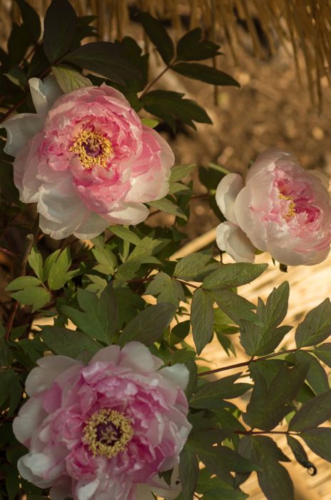 立てば芍薬 座れば牡丹 歩く姿は百合の花 風のにほひ