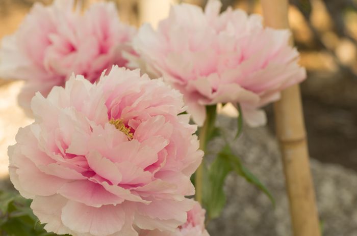 立てば芍薬 座れば牡丹 歩く姿は百合の花 風のにほひ 立てば芍薬 座れば牡丹 歩く姿は百合の花 風のにほひ