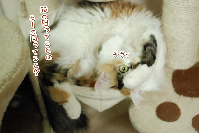 猫の日_a0266372_227374.jpg