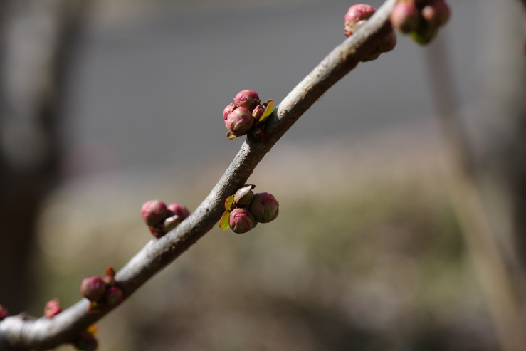 カタクリの芽_d0225575_1033253.jpg