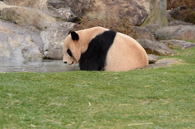 ２０１３年２月白浜パンダ見隊その８　梅ちゃん永くんプロレス_a0052986_1135994.jpg