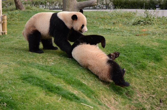 ２０１３年２月白浜パンダ見隊その８　梅ちゃん永くんプロレス_a0052986_1281235.jpg