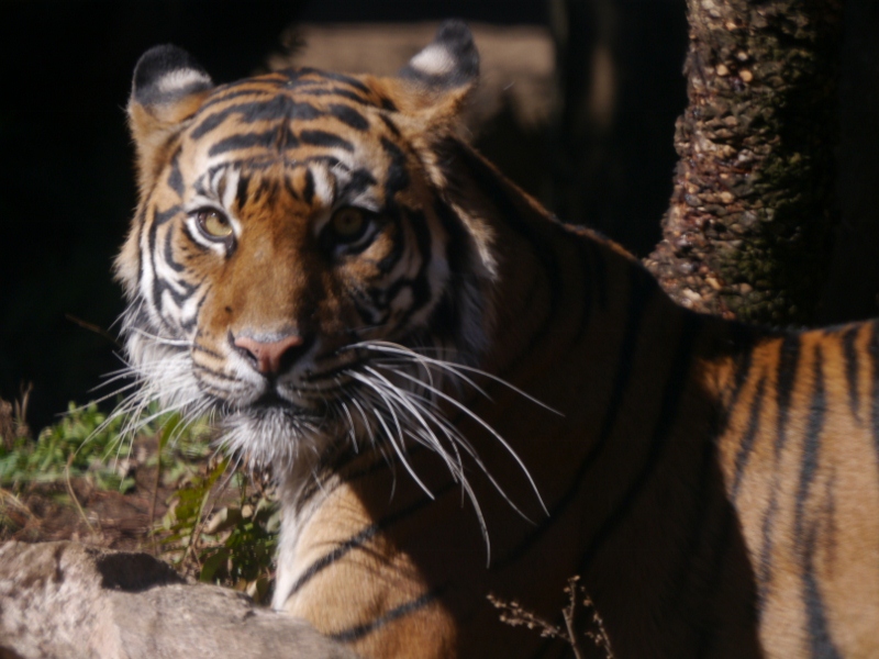 ２０１３年２月　上野動物園_a0052986_7273342.jpg