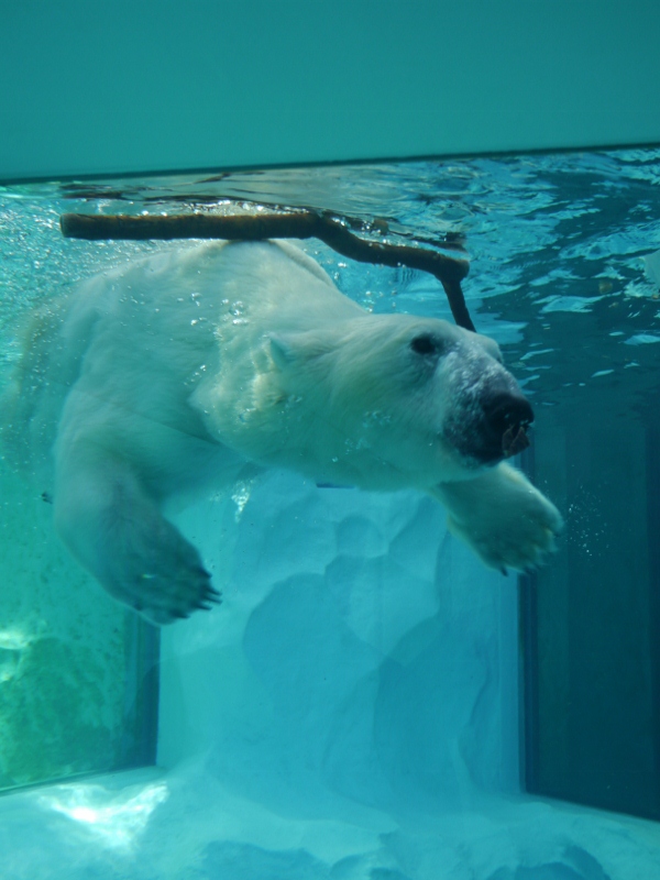 ２０１３年２月　上野動物園_a0052986_731157.jpg