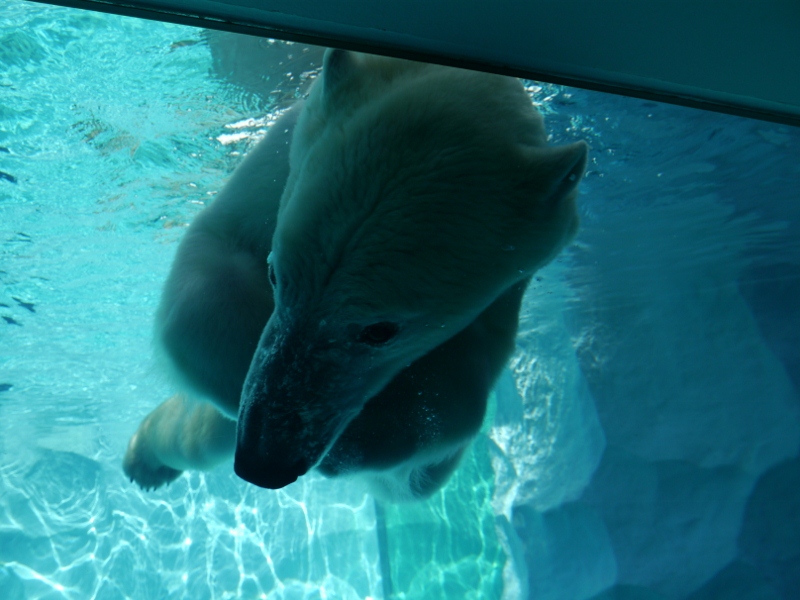 ２０１３年２月　上野動物園_a0052986_733144.jpg