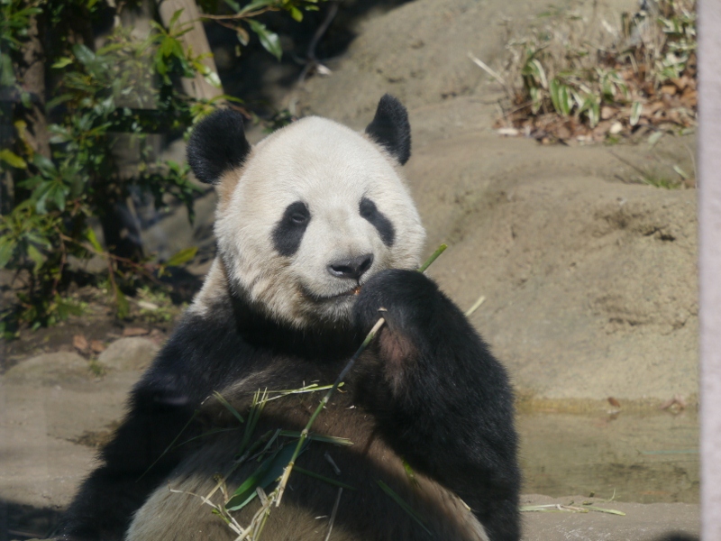 ２０１３年２月　上野動物園_a0052986_7361338.jpg