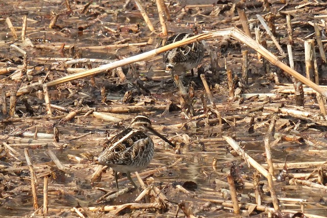 e0070891_19333448.jpg