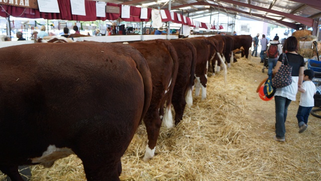 ***Royal Canberra Show 2013****_e0006999_21364069.jpg