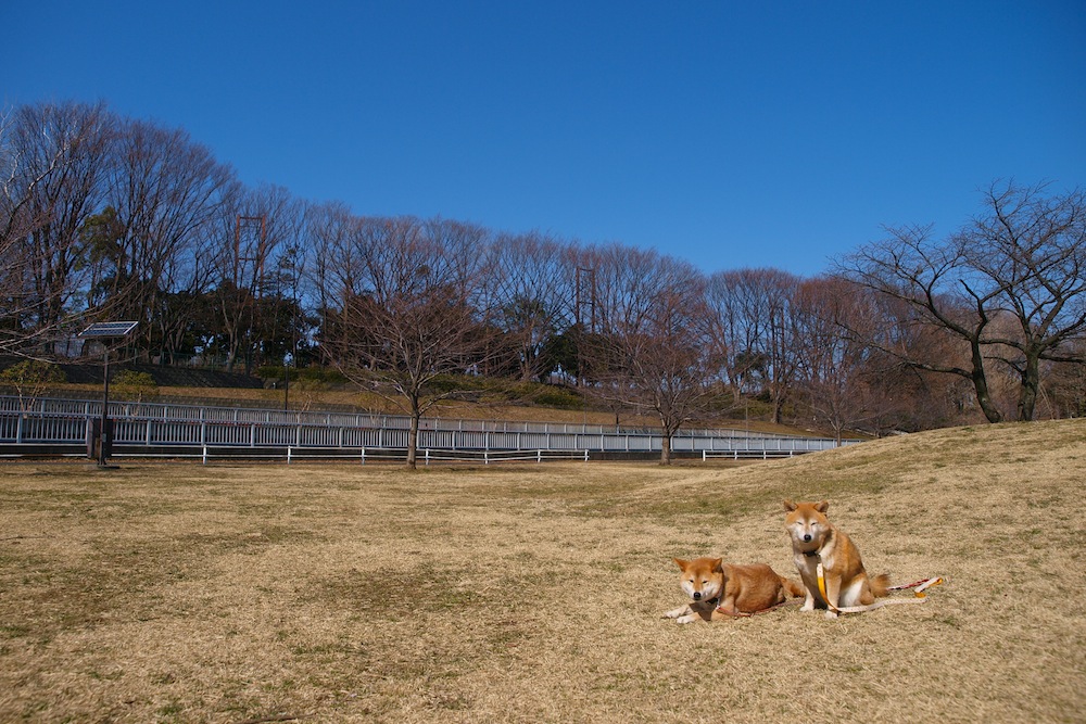 梅の香りが心潤わす_f0109601_2029823.jpg