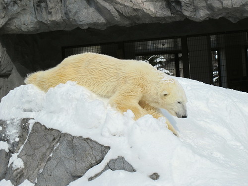 冬の北海道　4日目は旭山動物園へ_c0036203_10125391.jpg