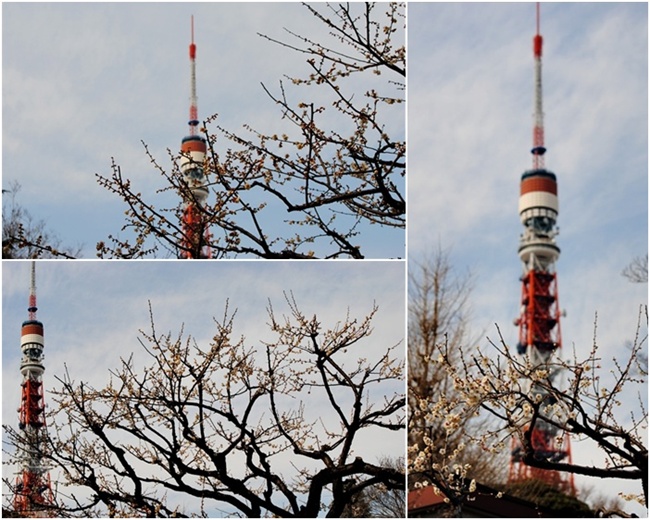 芝公園　梅まつり_c0051107_1021124.jpg