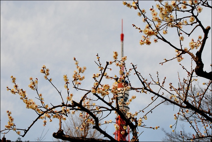 芝公園　梅まつり_c0051107_1036835.jpg