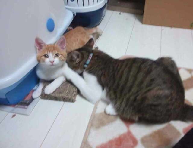 おっぱいちゅっちゅっ ゆきももこの猫夢日記 おっぱいちゅっちゅっ ゆきももこの猫夢日記