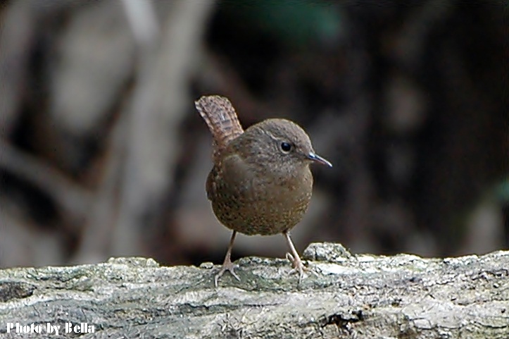 f0012718_0514275.jpg