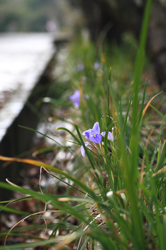 水仙と寒咲菖蒲_a0080526_10593284.jpg