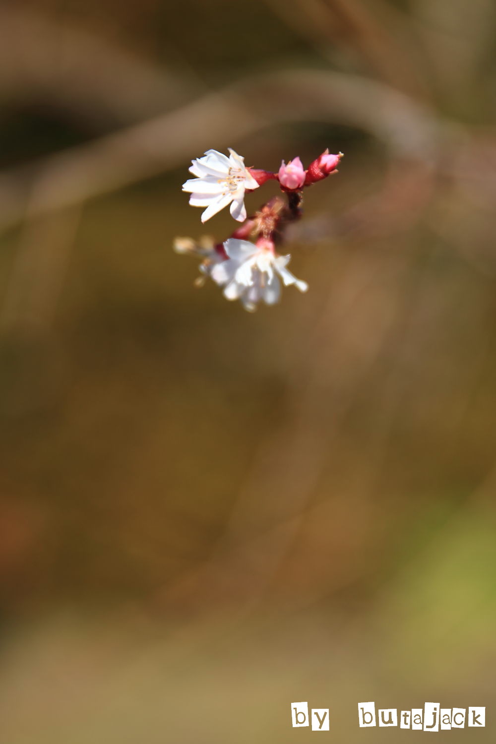 枝垂れ梅が咲き始めました～_e0220828_2282462.jpg