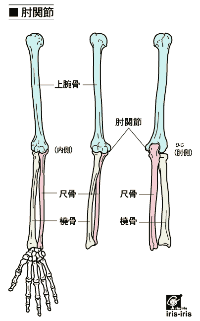 手首を捻ると痛い 〜ある日の施術より〜_e0073240_6261299.gif