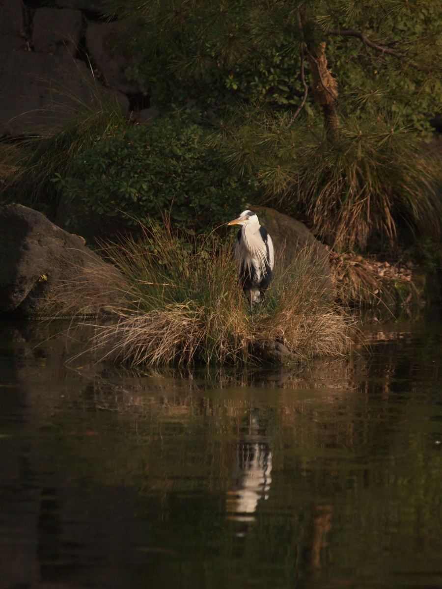 日比谷公園　　　020)_c0068050_2302234.jpg